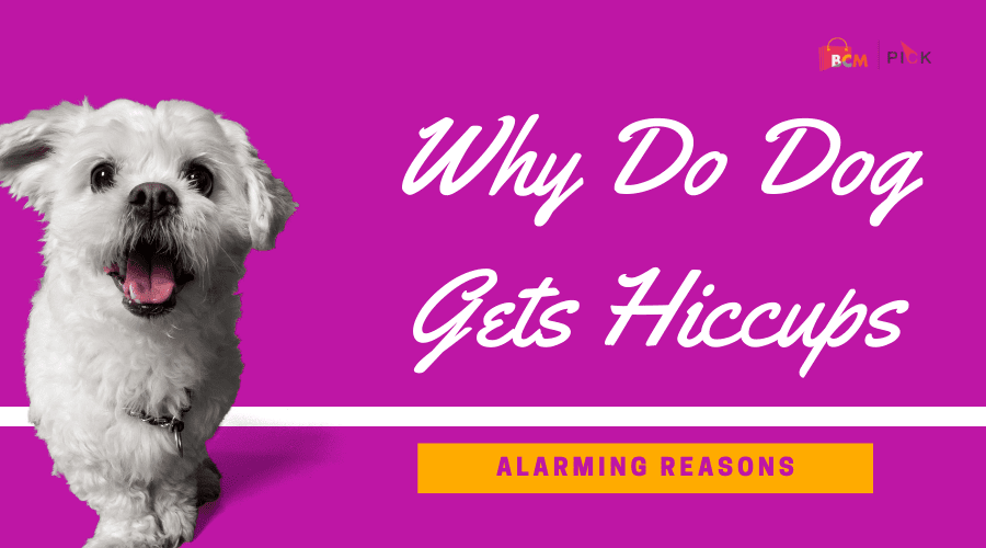 Why Do Dog Gets Hiccups [Alarming Reasons]