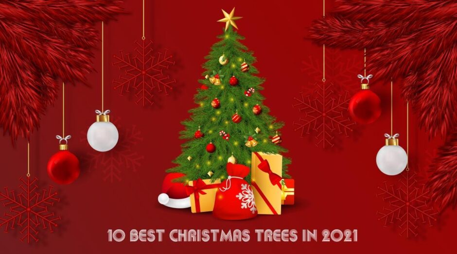 10 Best Christmas Trees